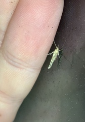 Stathmopoda
