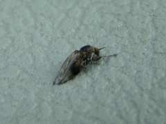 Austrosimulium