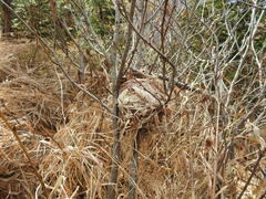 Muscardinus avellanarius