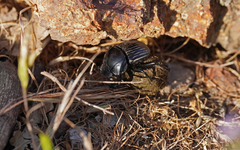 Scarabaeus laticollis