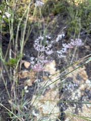 Melinis repens repens