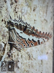 Charaxes
