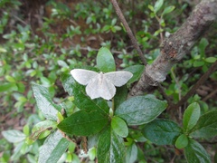 Scopula floslactata