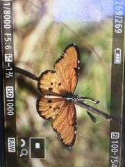 Danaus chrysippus dorippus