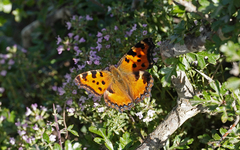 Nymphalis polychloros