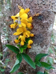 Crotalaria manongarivensis