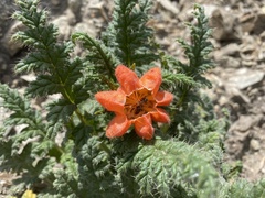 Caiophora chuquitensis