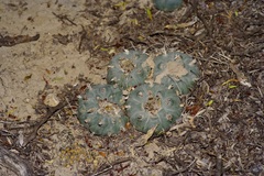 Lophophora williamsii