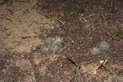 Lophophora williamsii