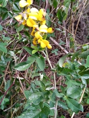 Crotalaria manongarivensis