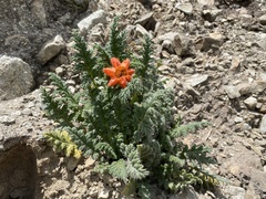 Caiophora chuquitensis