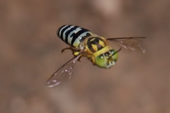 Bembix