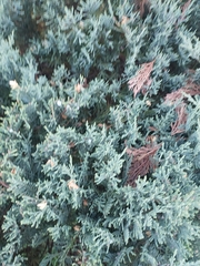 Cupressus sempervirens