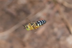 Bembix