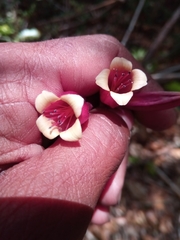 Kalanchoe porphyrocalyx