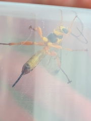 Echthromorpha agrestoria