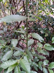 Psychotria