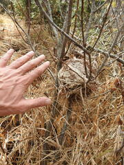 Muscardinus avellanarius