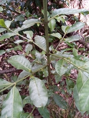Psychotria