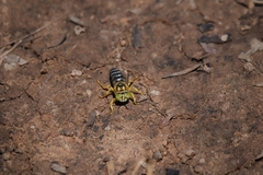 Bembix