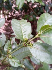 Psychotria