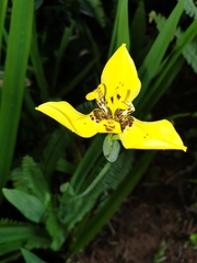 Trimezia steyermarkii