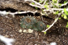 Lophophora williamsii