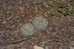 Lophophora williamsii
