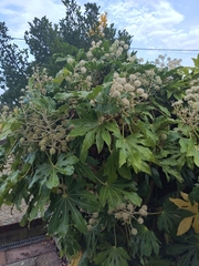 Fatsia japonica