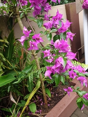 Bougainvillea spectabilis