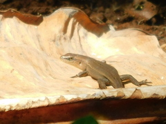 Eutropis rugifera