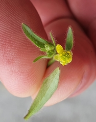 Ranunculus parviflorus