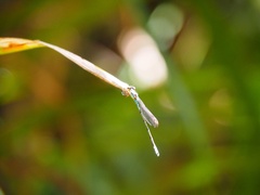 Austrolestes colensonis