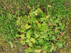 Ranunculus parviflorus