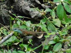 Eutropis rugifera