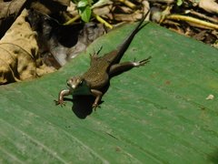 Eutropis rugifera
