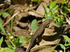 Eutropis rugifera