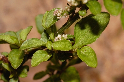 Celosia trigyna image