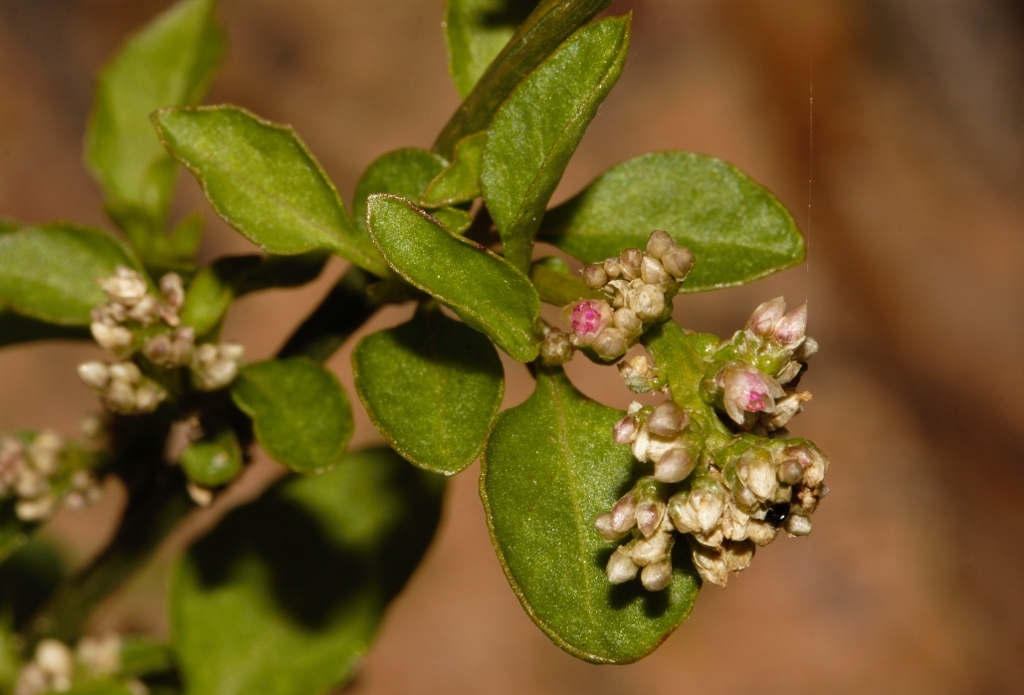 Celosia trigyna