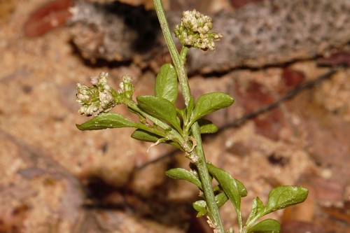 Celosia trigyna image