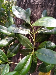 Coffea tricalysioides image