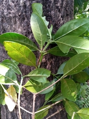 Coffea tricalysioides image
