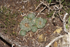 Lophophora williamsii