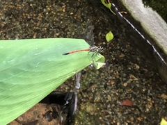 Agrionoptera insignis