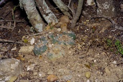 Lophophora williamsii