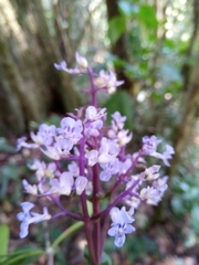 Plectranthus