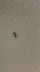 Camponotus variegatus