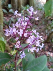 Plectranthus