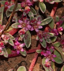 Aizoon paniculatum