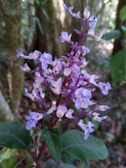 Plectranthus